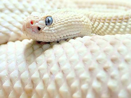 A White Snake