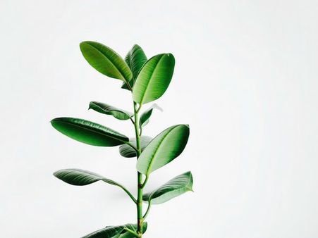 They Can Filter Out Air Pollutants 