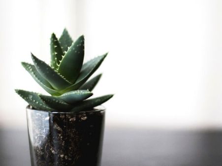 #1 Aloe Vera