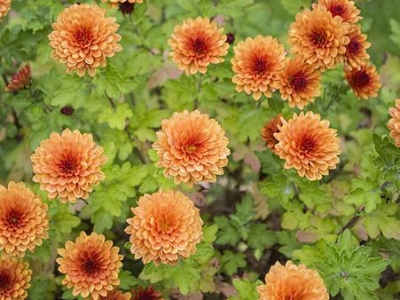 #4 Chrysanthemums
