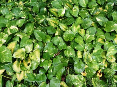 #9 Money Plant (a.k.a Golden Pothos)