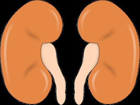 • Helps Treat Kidney Stones: • Helps Treat Kidney Stones: