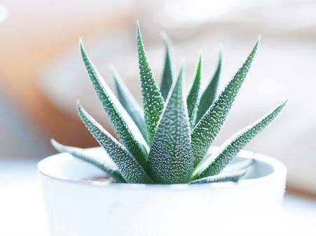 4. Cranberries With Aloe Vera Gel