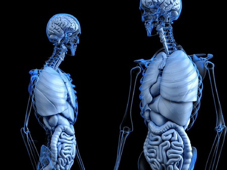 2. Stronger Bones And Teeth