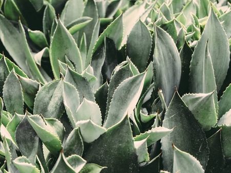 #3 Aloe Vera With Lemon #3 Aloe Vera With Lemon