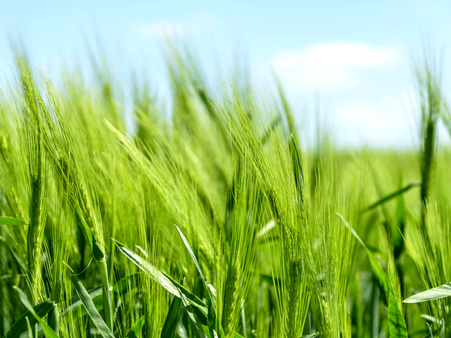 #8 Wheat Grass Juice #8 Wheat Grass Juice