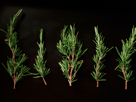 1. Rosemary Leaves 1. Rosemary Leaves