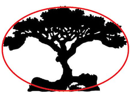 If You Saw A Tree First, Then…