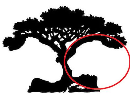 If You Saw A Lion First, Then…