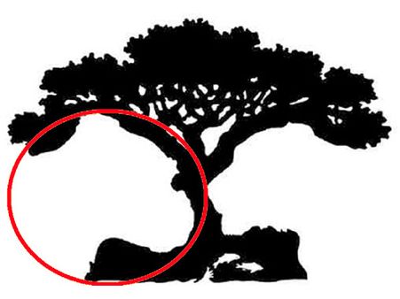 If You Saw A Gorilla First, Then…