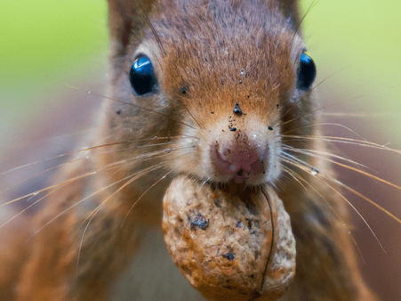 #2 Walnuts #2 Walnuts