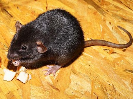 Why Do They Eat Rats?