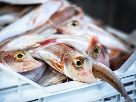 #8 Fish Oil And Vitamin B1 