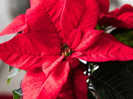 12. Poinsettia 12. Poinsettia