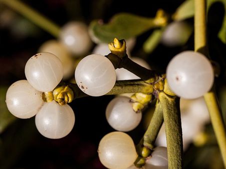 11. Mistletoe 11. Mistletoe