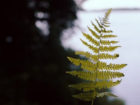 #7 Bathua Leaves (Fat-Hen) 