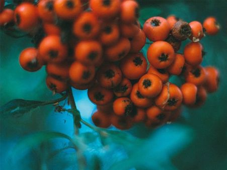 #20 Juniper Berry Tea 