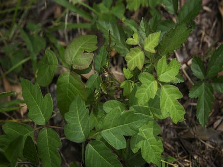 5. Poison Ivy Allergy