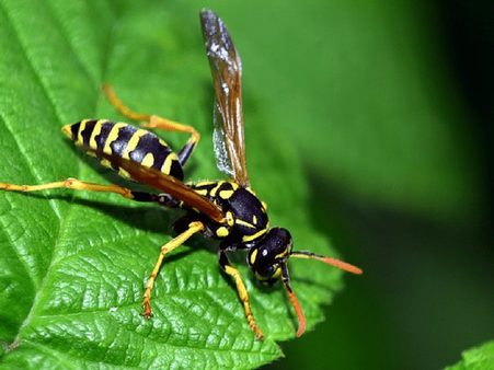 11. Insect Sting Allergy