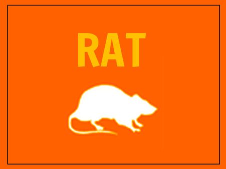 The Rat