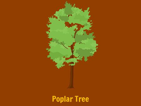 The Poplar Tree
