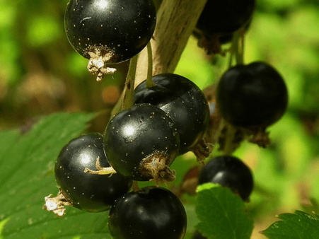 11. Blackcurrants