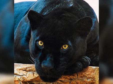 If You Chose The Black Jaguar