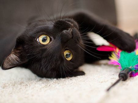 If You Chose The Black Cat