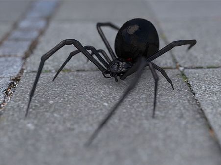 If You Chose The Black Widow Spider