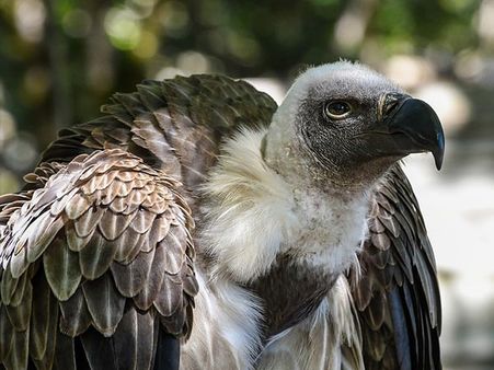 If You Chose The Vulture