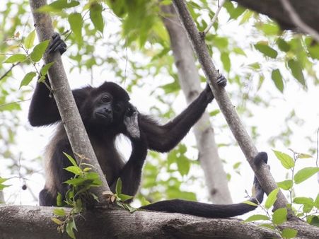 #1 Itchy rashes and swellings in multiple places.