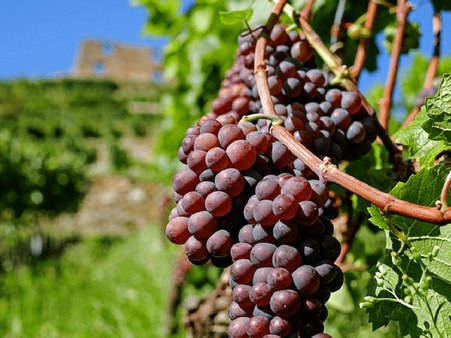 9. Red Grapes