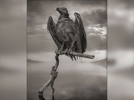 Animals Look Like Stones Here