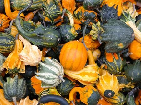 11. Acorn Squash