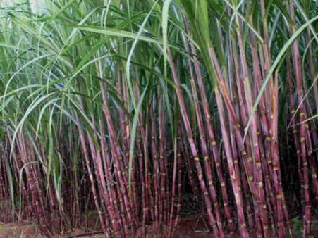 Choose Appropriate Canes Choose Appropriate Canes