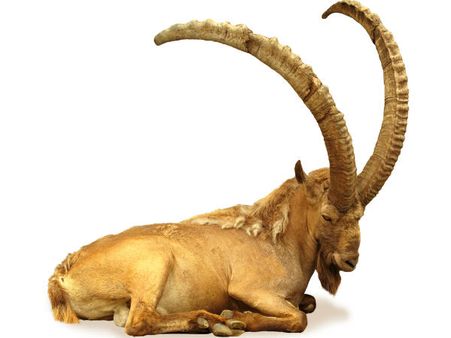 Capricorn (December 22-January 19)