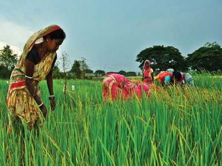 Agricultural Success