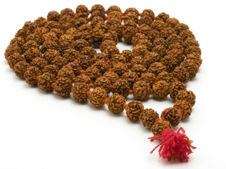Rudraksha