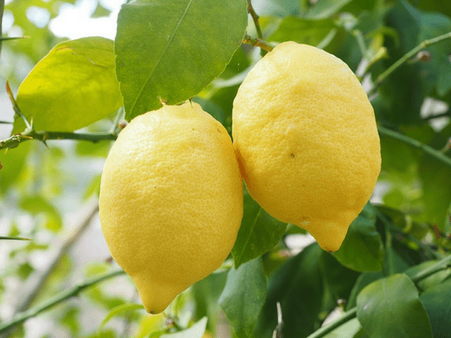 7. Lemon