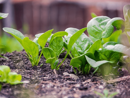 8. Green Leafy Vegetables