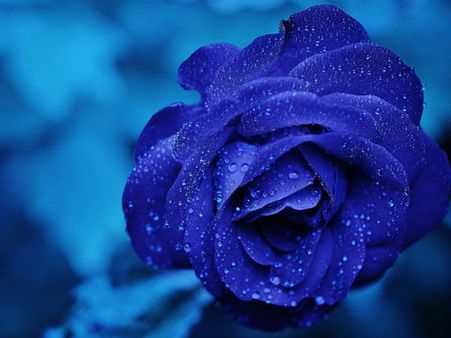 The Colour 'Purple' The Colour 'Purple'