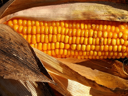 12. Corn