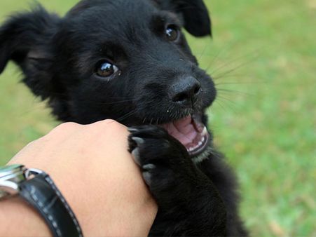 The Wildlife Enthusiast