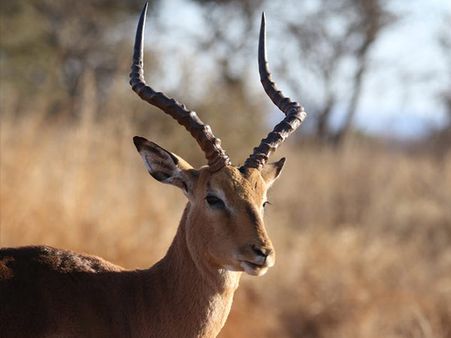 If You Are Born During The 4th Week (22-31) – Deer