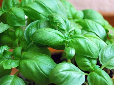 8. Basil