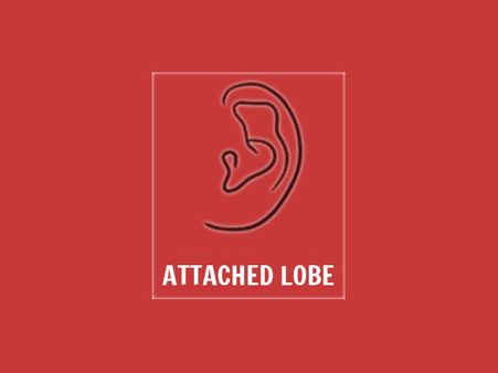 Attached Lobe Attached Lobe
