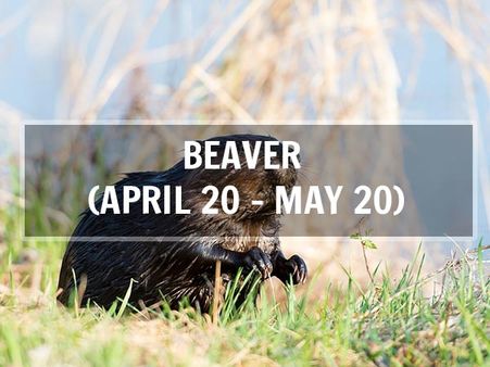 Beaver (April 20–May 20; Taurus)