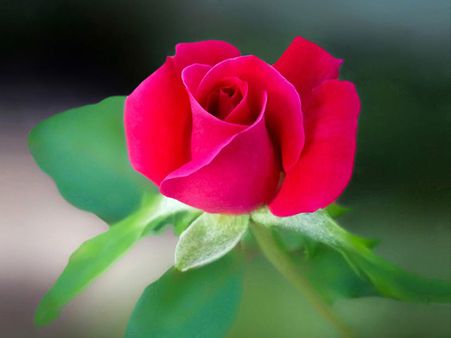 Dark Pink Rose!