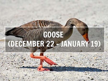 Goose (December 22–January 19; Capricorn)