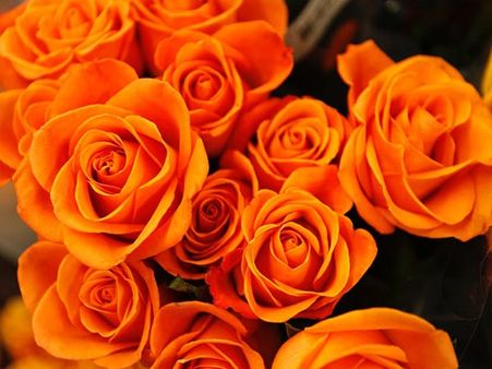 Orange Rose!